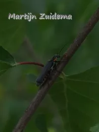 [Cantharis obscura-paradoxa]